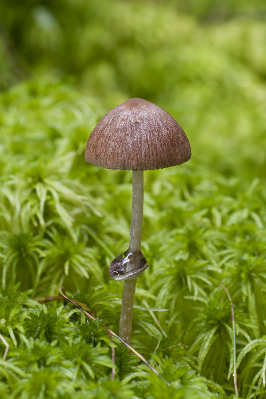 Psathyrella sphagnicola